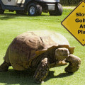 slow play golf
