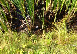 Do your golf balls end up here? (photo by Greg D'Andrea)