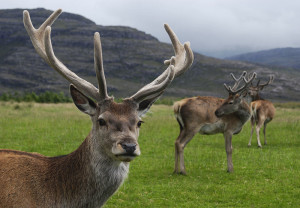 800px-Red_deer_stag