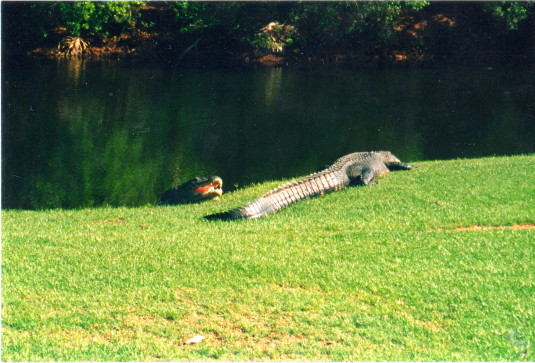 Gators sunbathing in the fairway on Hilton Head, SC